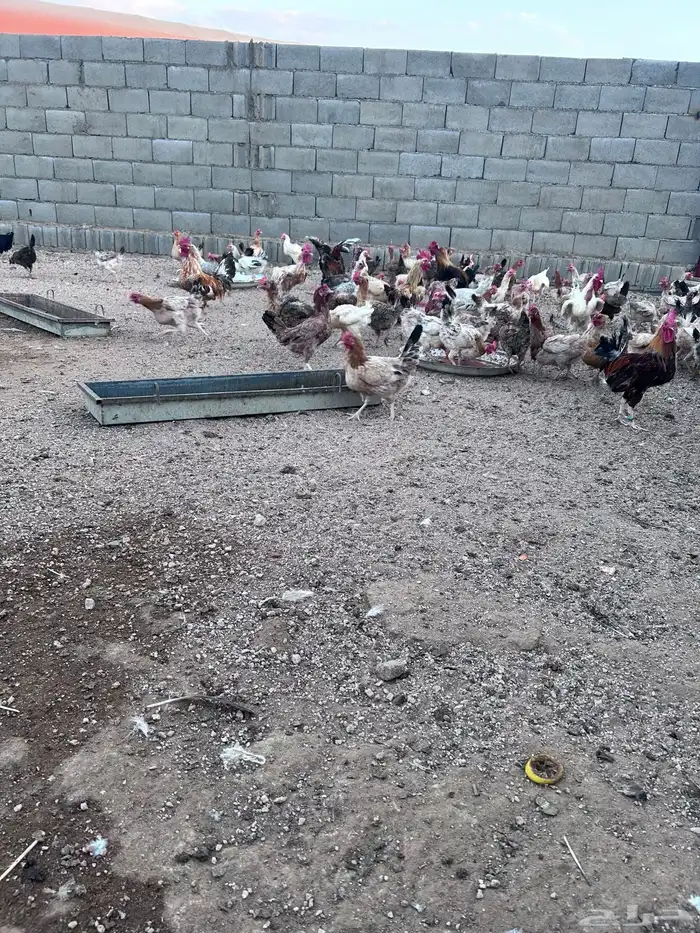 دجاج فياض صحة شرط عدد حول الثلاثين الموقع الجمش 4