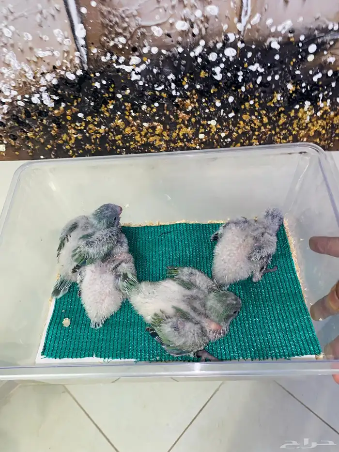 فروخ كويكر ( تم البيع ) 8