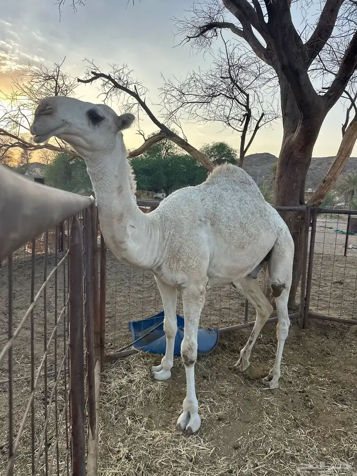 قعود حق للبيع طيب 2