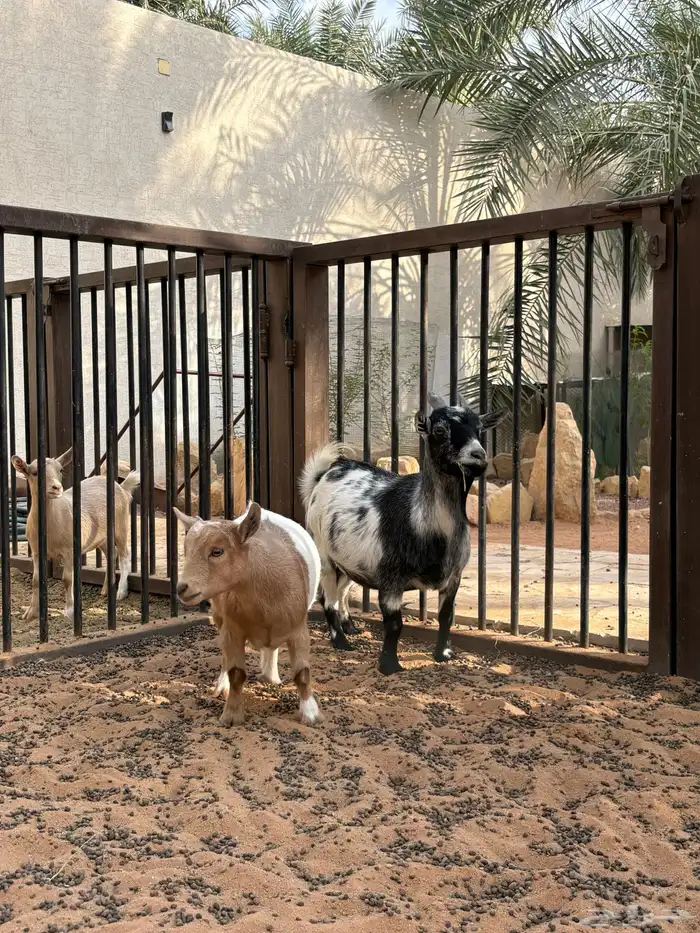 عنز قزمية 4