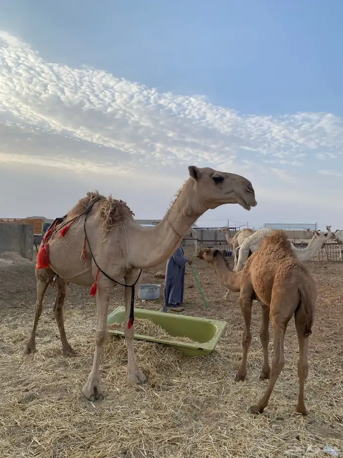 ناقه خلفه داخل عشار للبيع 1