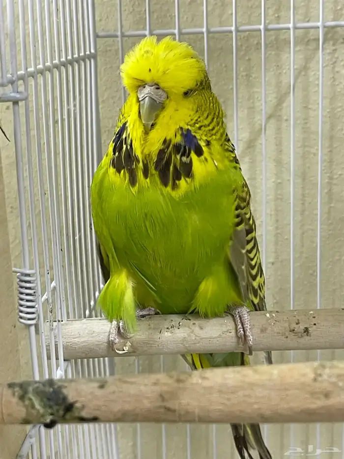 اجوز بادجي انجليزي استاندر عدد40 طير للبيع 7