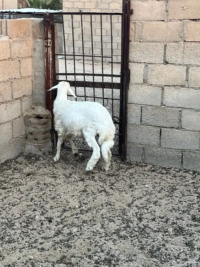 طلي عمره تقريبا 5 شهور ونص. 4