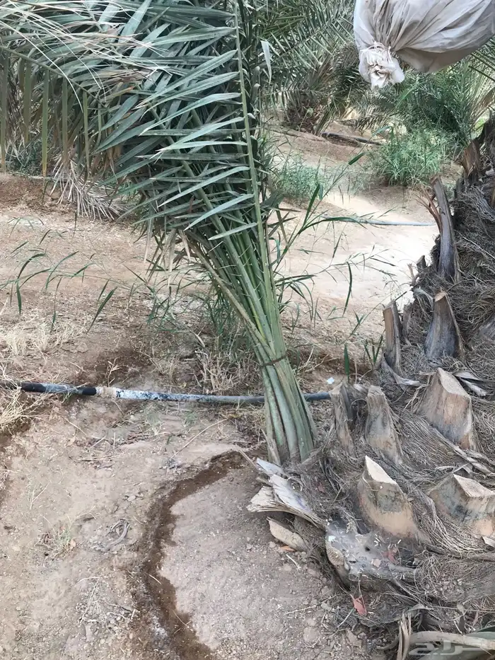 فروخ نخل 1