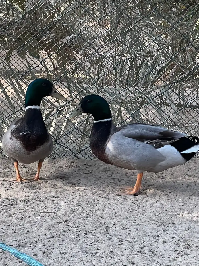 بط خضيري دم صافي 1