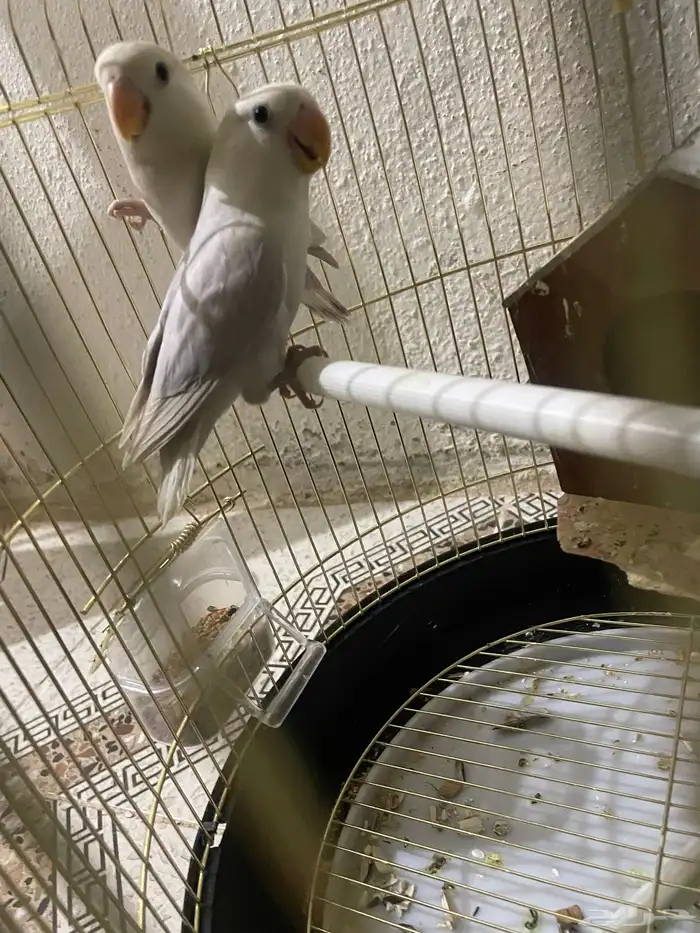 طيور روز للبيع 0