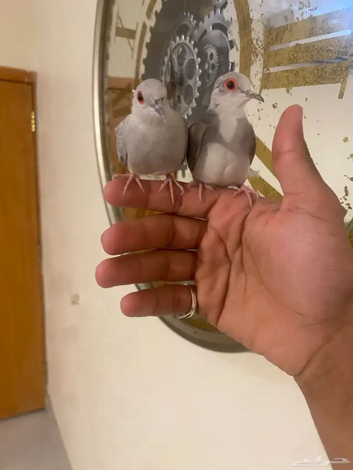زوج يمام الماسي اليف جدا 2