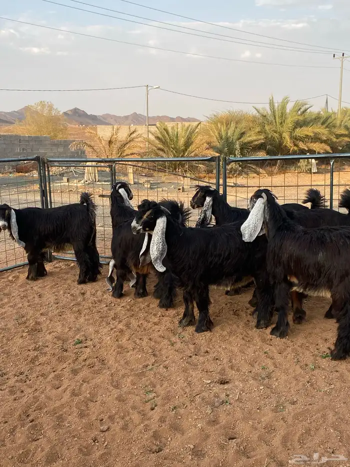 معزا عوارض صنف حو و عطر (تممم البيع) 22