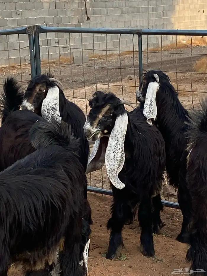 معزا عوارض صنف حو و عطر (تممم البيع) 23