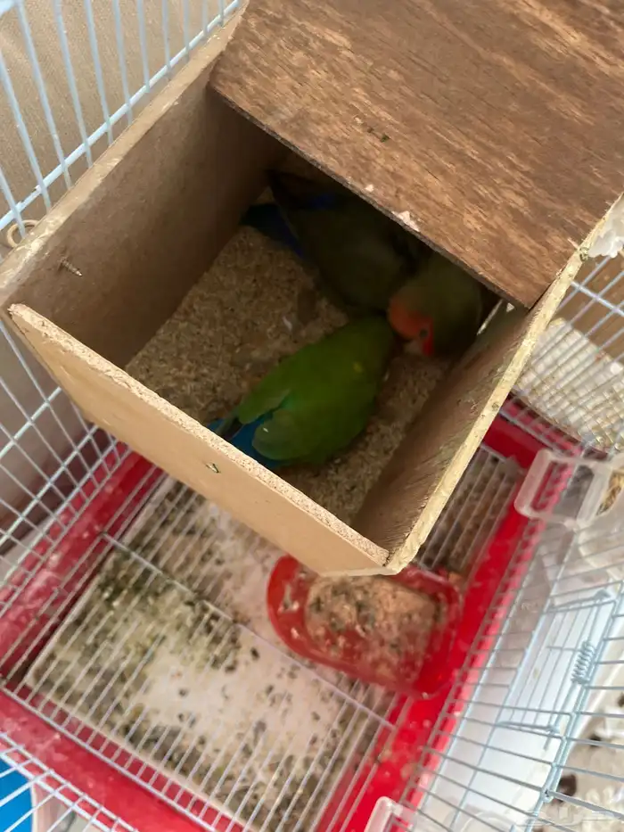 عصافير روز 1