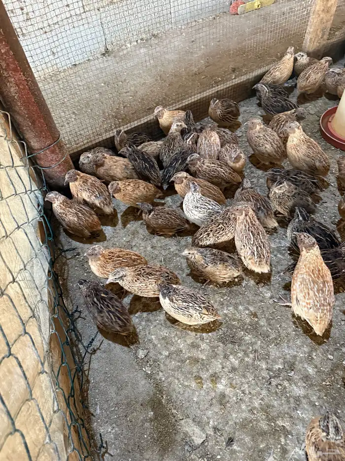 سمان للذبح ما شاء الله تبارك الرحمن 1