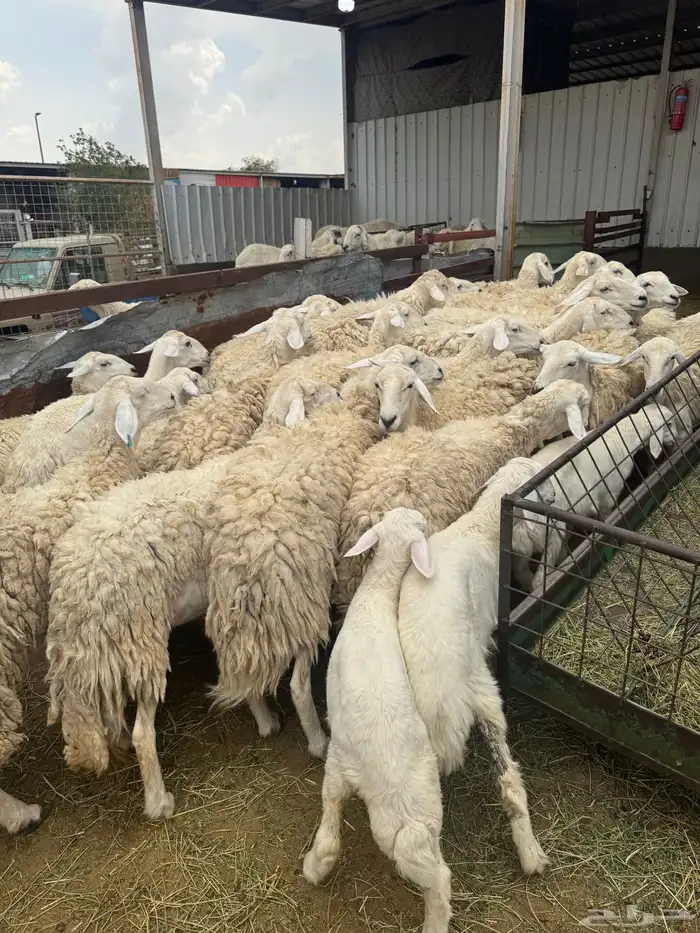 حريات حرش بنات بعض 28 راس تحتها 7 2