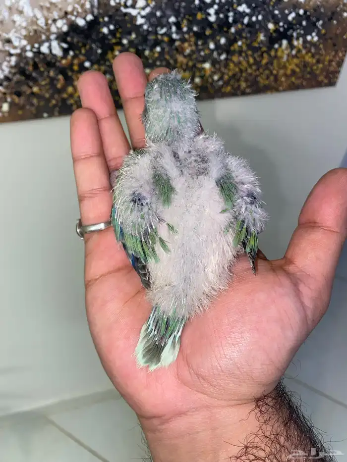 فروخ كويكر ( تم البيع ) 1