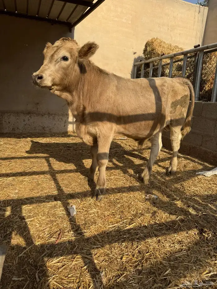 عجل سويسري بيور للبيع 6 شهور 0