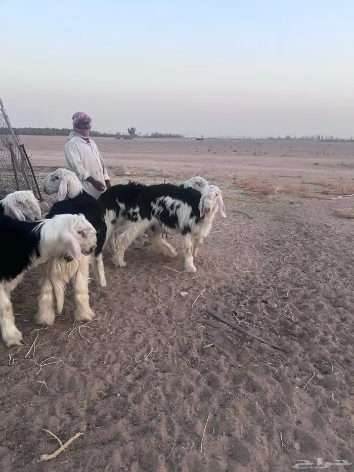 خرفان نجد للليع مشروع فحول فاخر 0