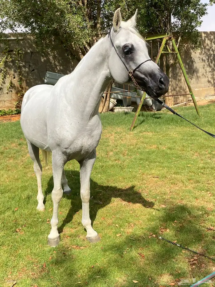 حلاقه الخيل 1