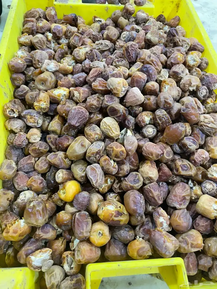 علف تمر للحلال 2