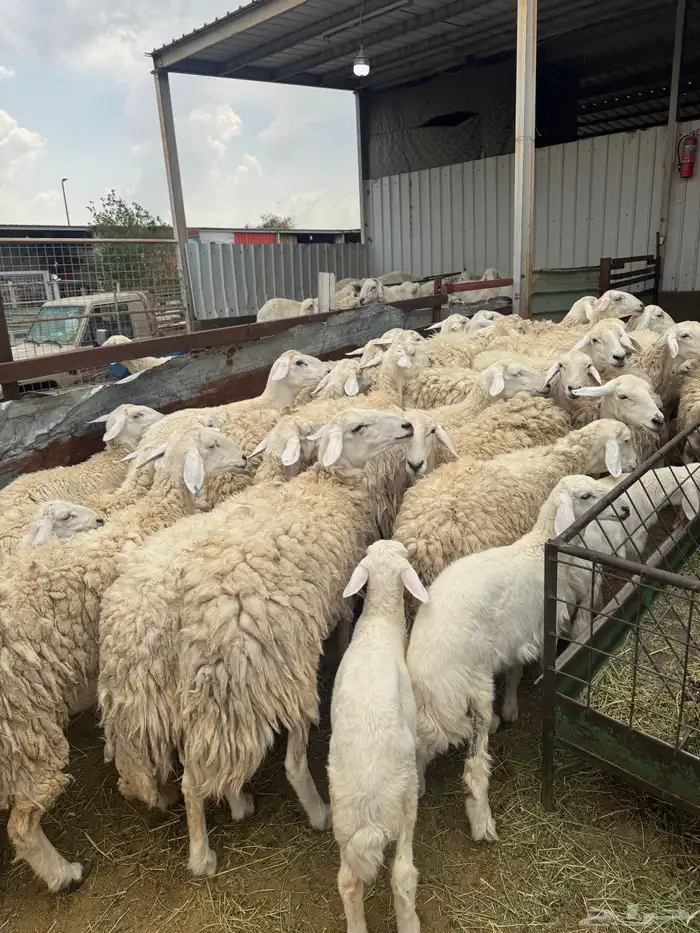 حريات حرش بنات بعض 28 راس تحتها 7 3