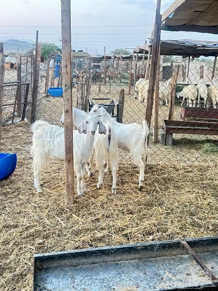 ذبايح حريه طليان و رخال وتيوس 5