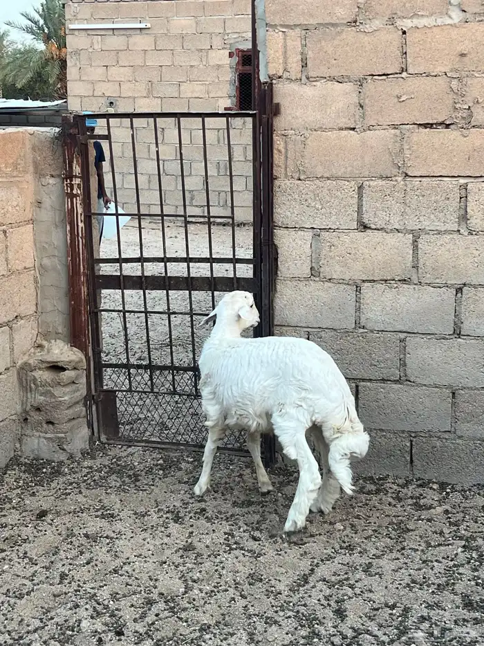 طلي عمره تقريبا 5 شهور ونص. 5