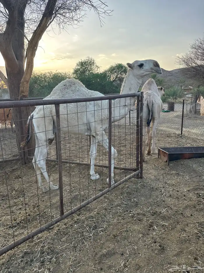 قعود حق للبيع طيب 3
