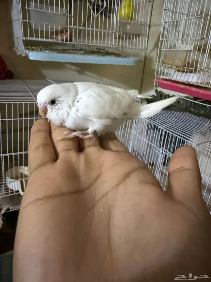 طيور بادجي للبيع مشكله 2