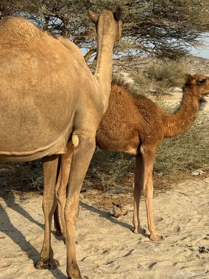 نياق العدد ثنتين 0