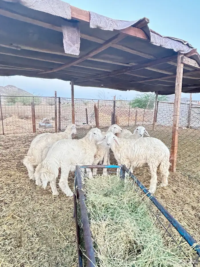 ذبايح حريه طليان و رخال وتيوس 3
