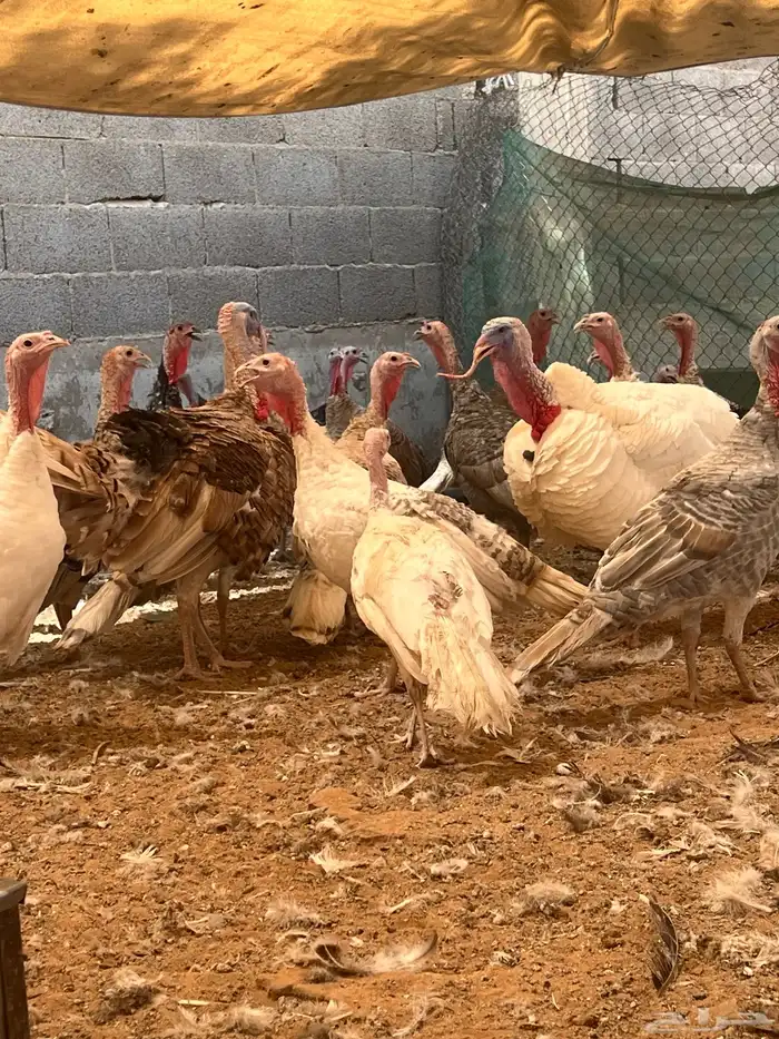 ديك رومي ودجاج 3