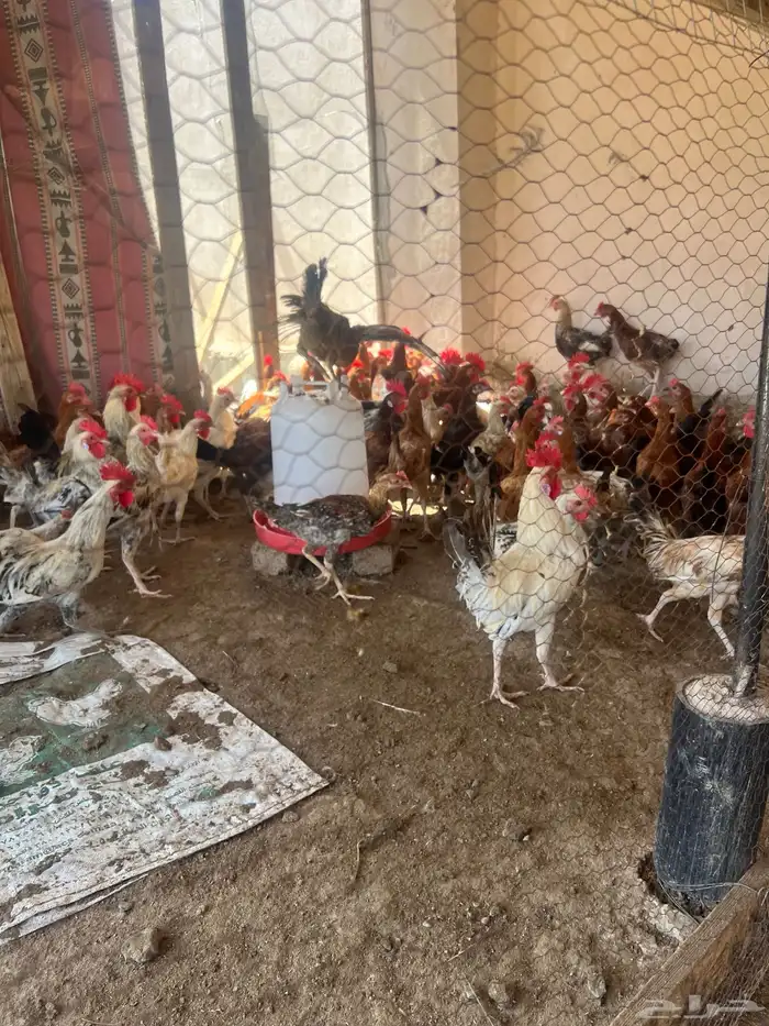 ديكه نظيفه وجاهزه للاكل او للانتاج 0