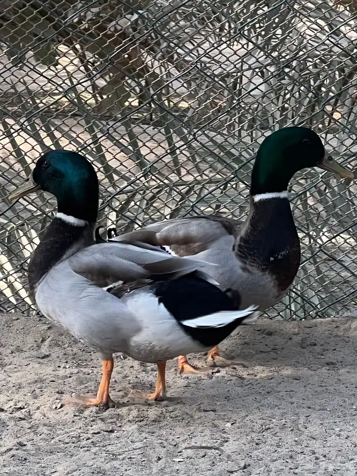 بط خضيري دم صافي 2