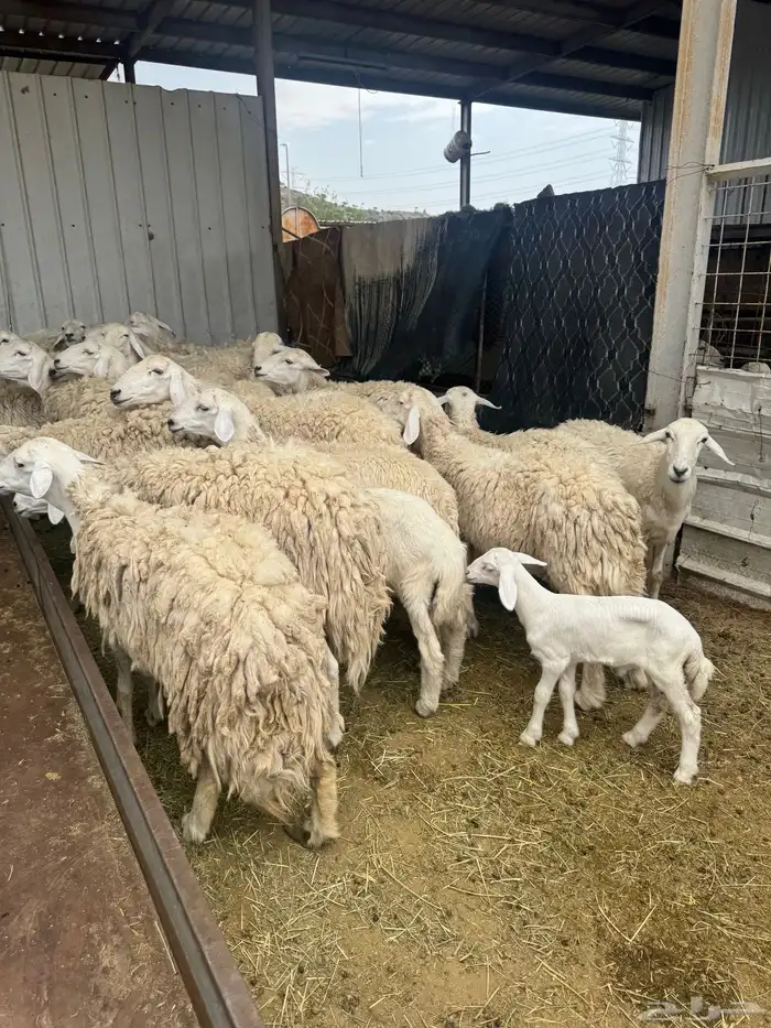 حريات حرش بنات بعض 28 راس تحتها 7 12