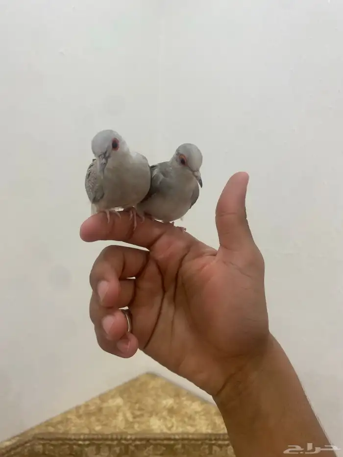 زوج يمام الماسي اليف جدا 0