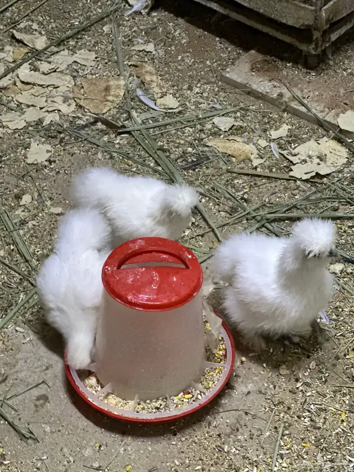 للبيع دجاج قطني او سلكي مستوي ونظافه 12