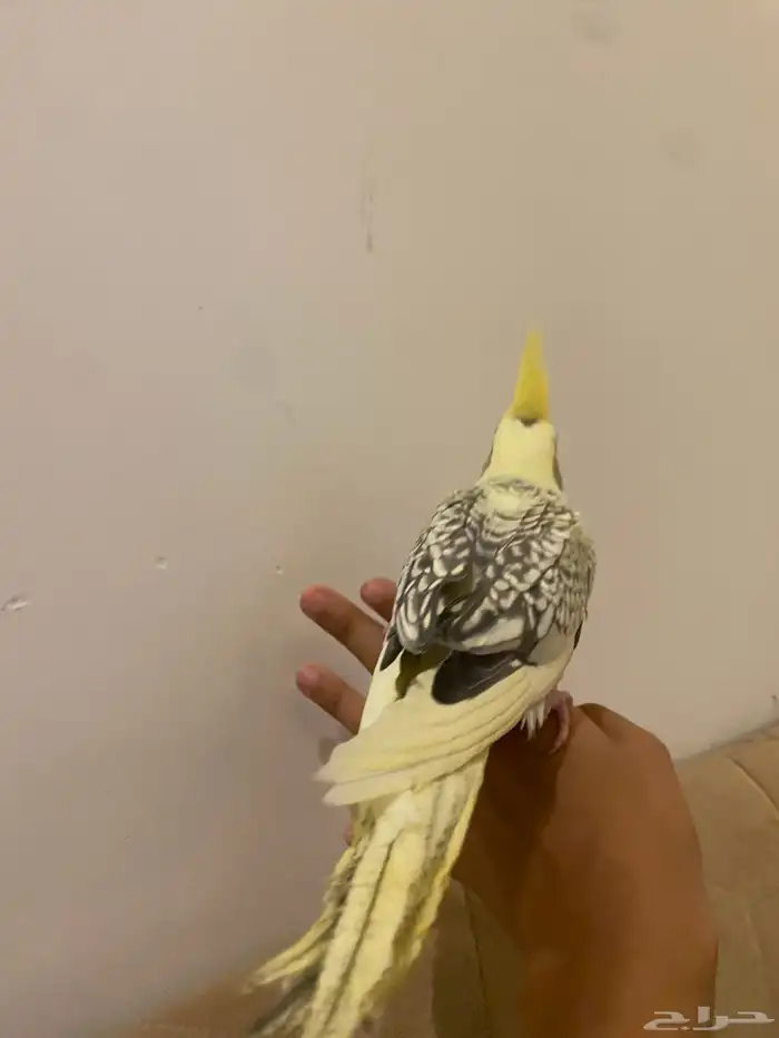 للحجز كروان اليف هده تم البيع 9