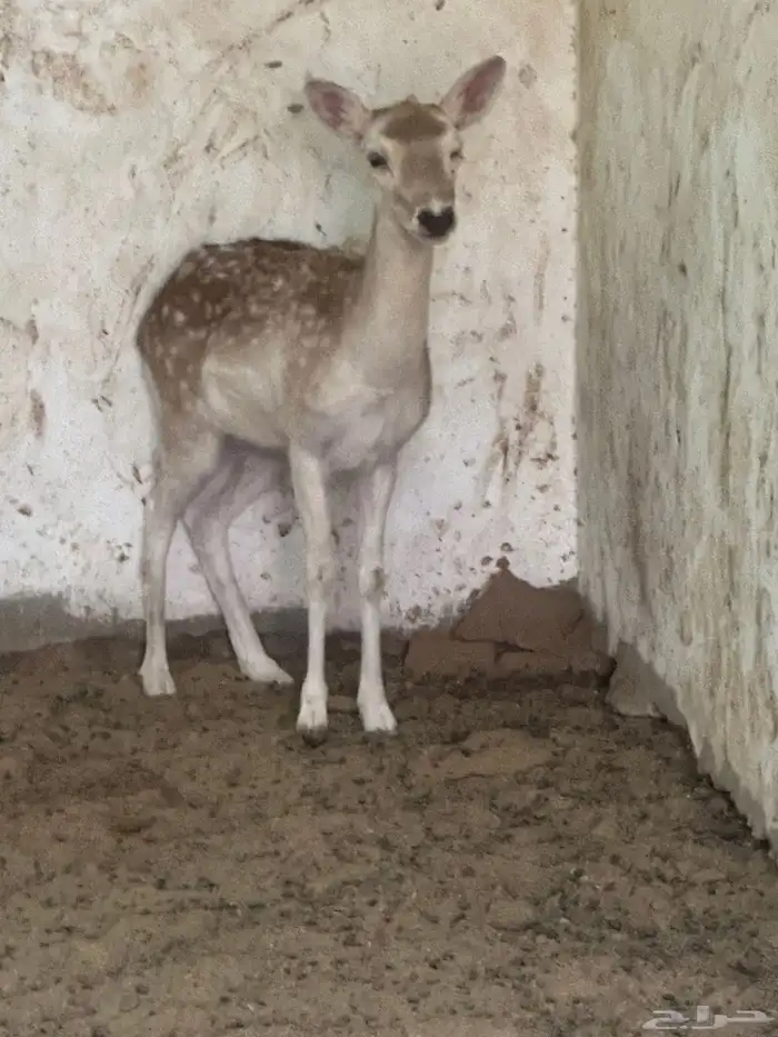 للبيع ذكر وأنثى هولندي 2