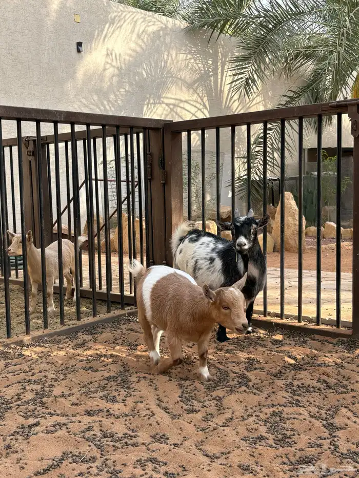 عنز قزمية 3