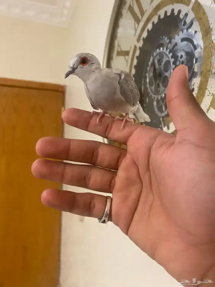 زوج يمام الماسي اليف جدا 9