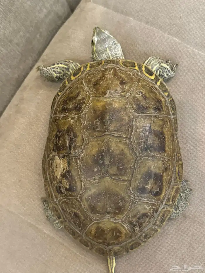 سلحفاء للبيع 150 ريال 0