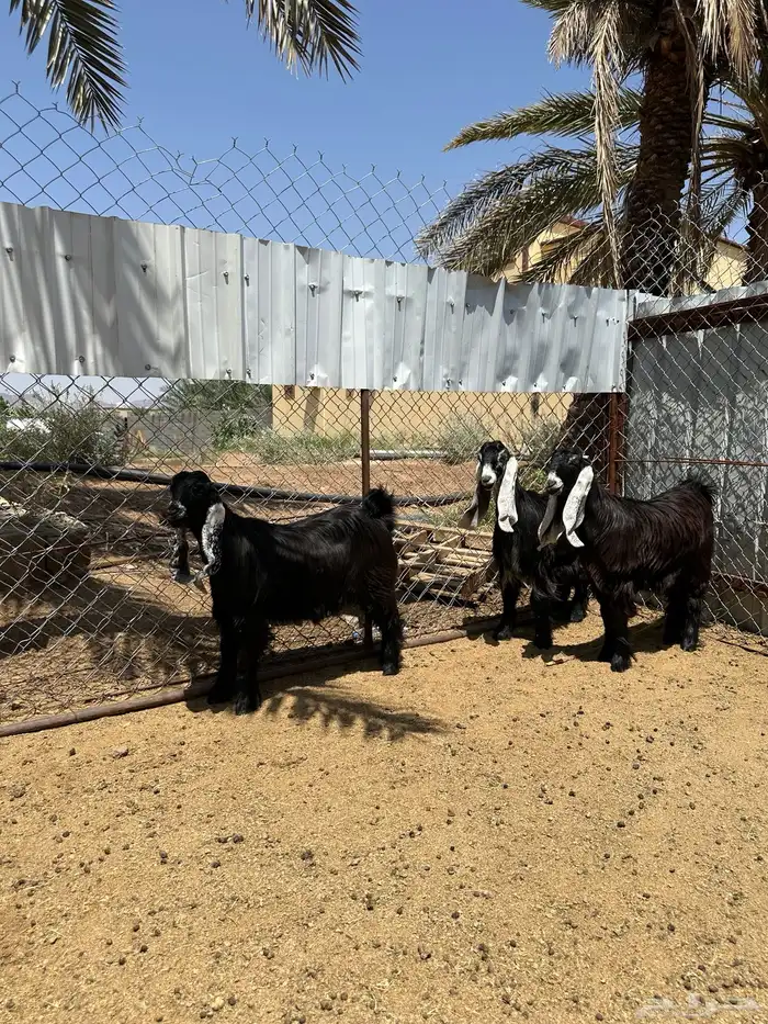 جفار عوارض مقاني كفوو 3