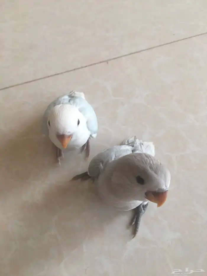 طيرين روز اليفات وهدد داخلي 0