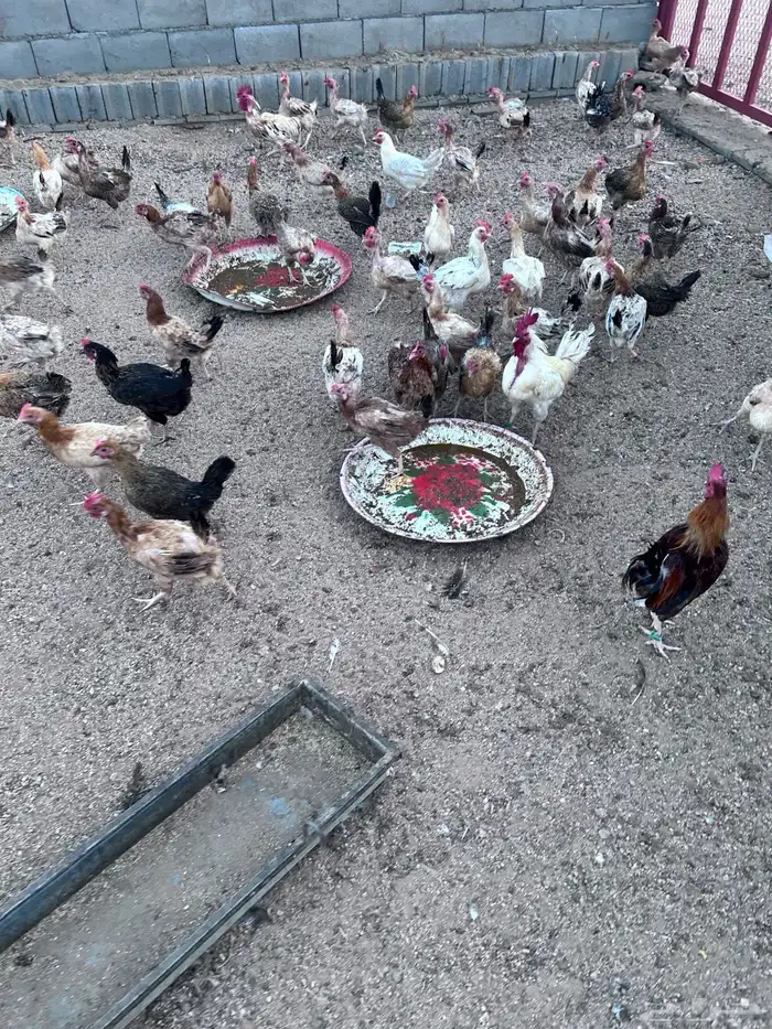 دجاج فياض صحة شرط عدد حول الثلاثين الموقع الجمش 2