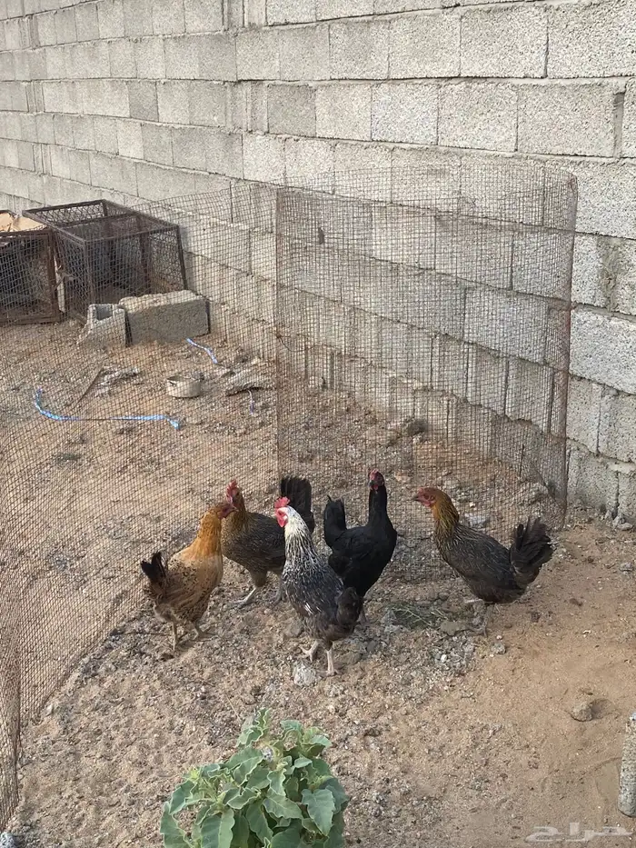 دجاج بلدي بياض 0