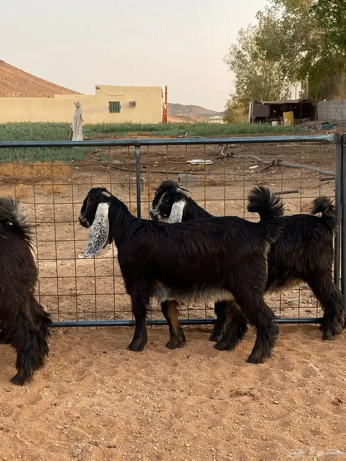 معزا عوارض صنف حو و عطر (تممم البيع) 8