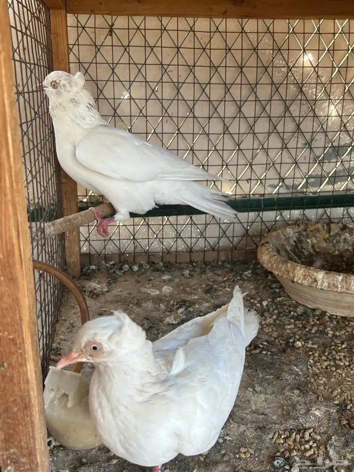 حمام هاي فلر 2