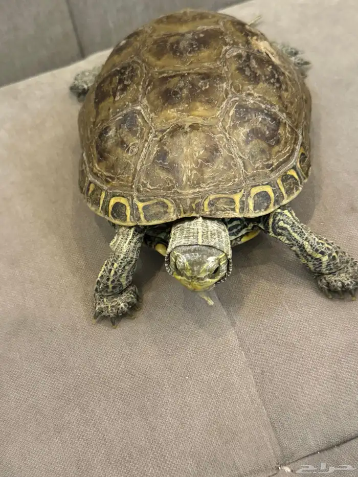 سلحفاء للبيع 150 ريال 1
