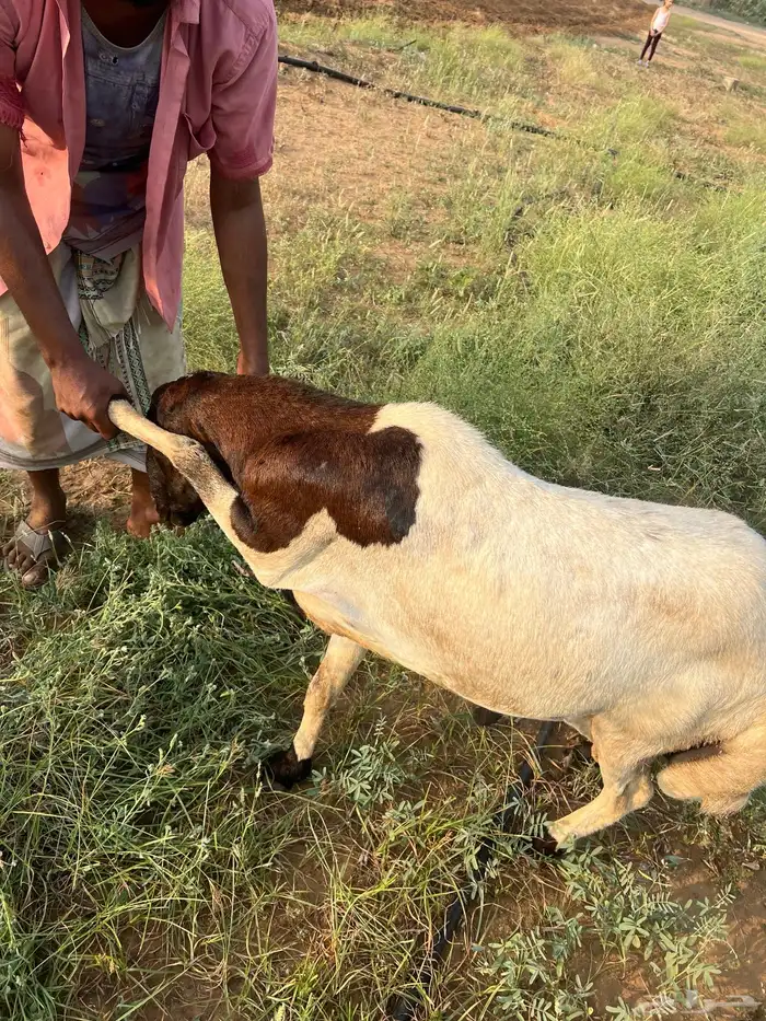 خروف فحل مد وجرم وشرط للبيع ع السوم 3