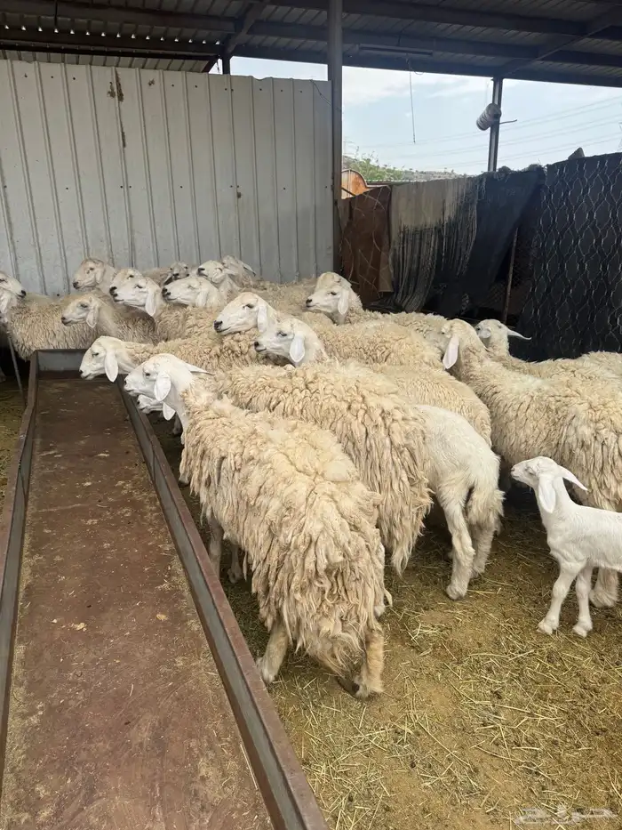 حريات حرش بنات بعض 28 راس تحتها 7 11