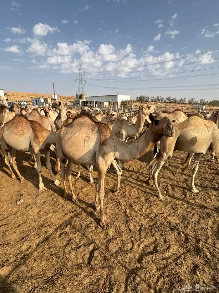 بعير حشو سواكن طيبة للبيع ( مرابي ) 1