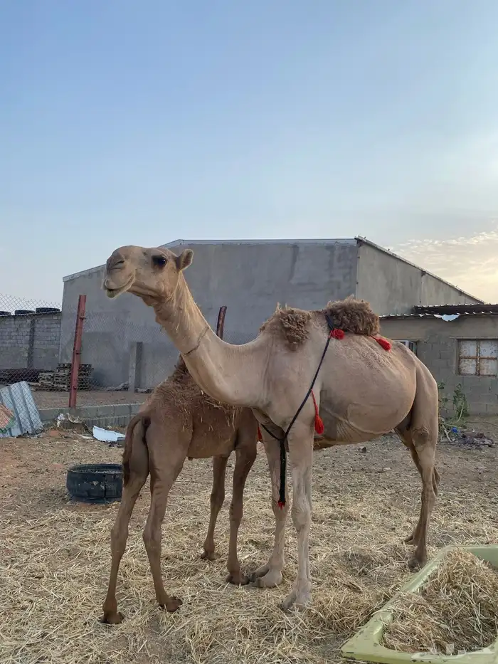 ناقه خلفه داخل عشار للبيع 2